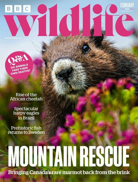 BBC Wildlife Magazine