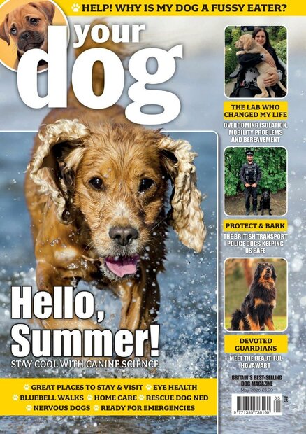 Your Dog Magazine