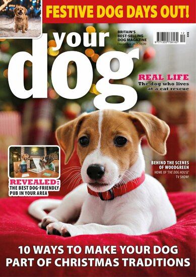 Your Dog Magazine
