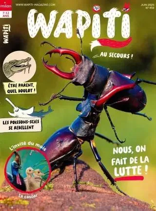 Wapiti (Francês)