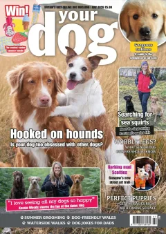 Your Dog Magazine
